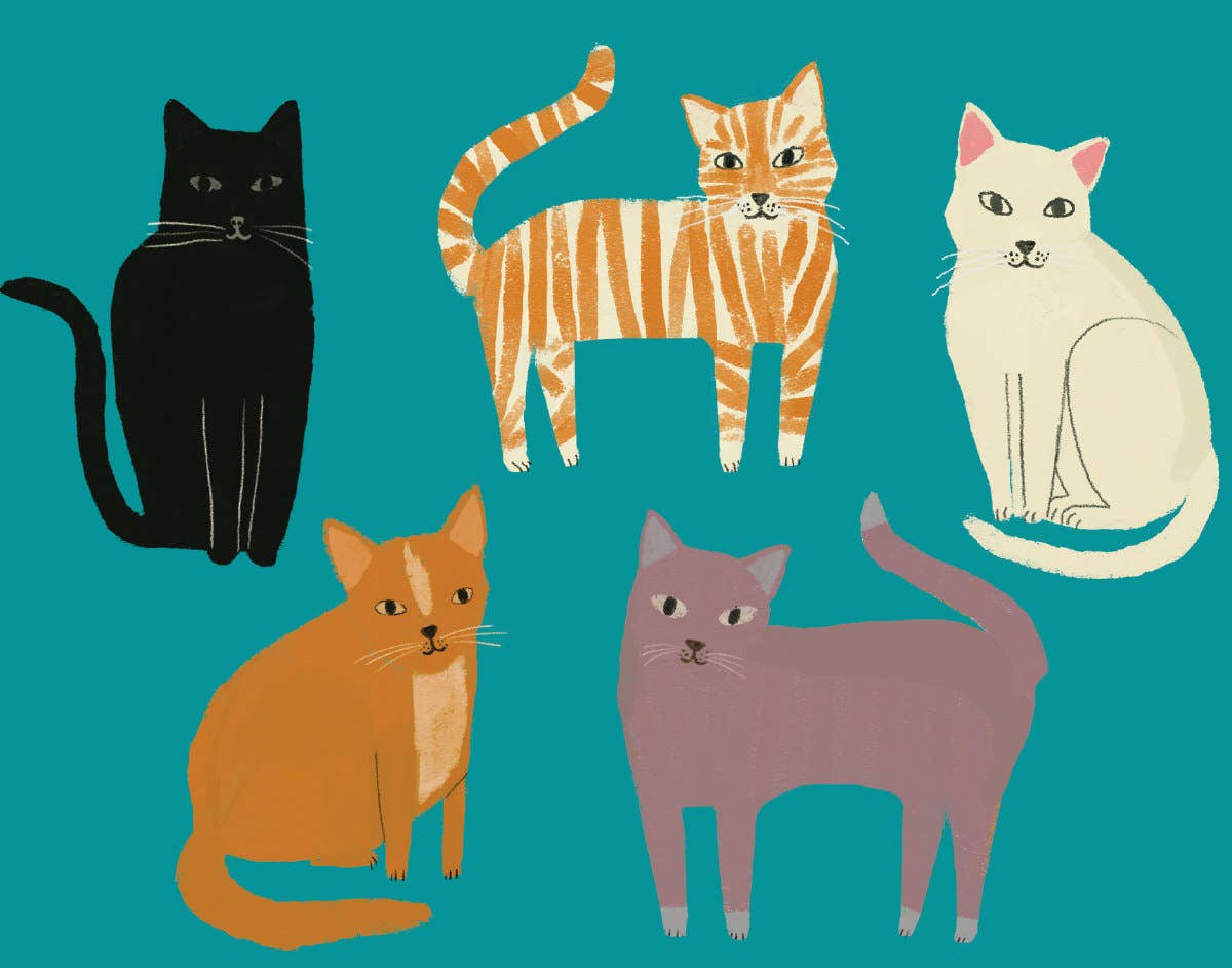 Pretty Paws Chic Boxed Cards  - CNB 100