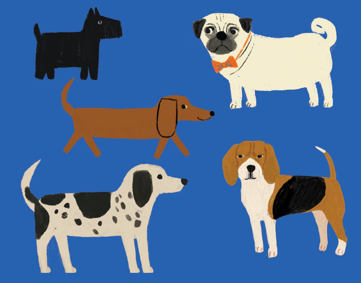 Shaggy Dogs Chic Boxed Cards